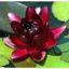 Almost Black Water Lily