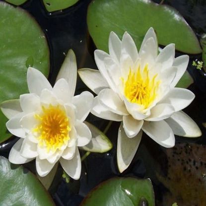Queen of Whites Water Lily