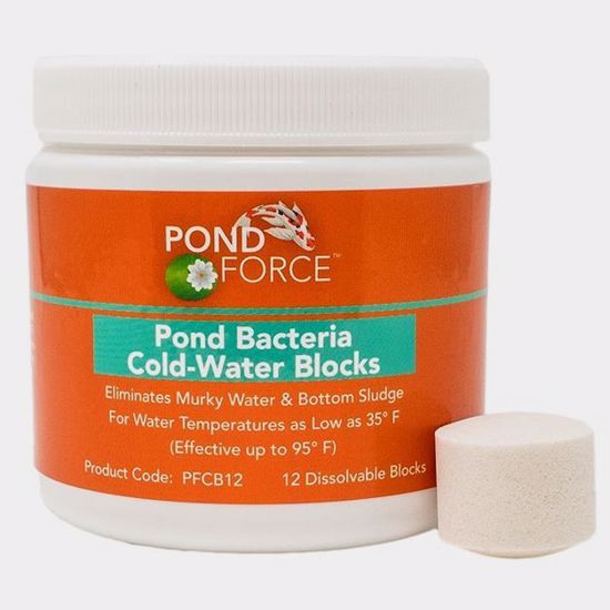 Pond Bacteria Coldwater Blocks 12